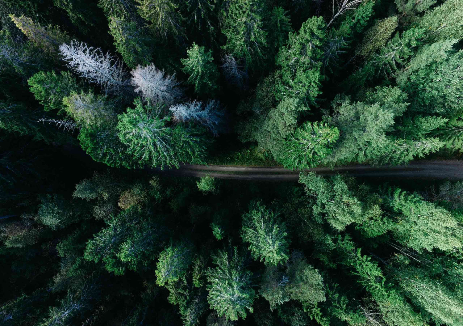 Wald. Wir verpacken plastikfrei und spenden eine Baum für jede Bestellung. Wald. Wir verpacken plastikfrei und spenden eine Baum für jede Bestellung.